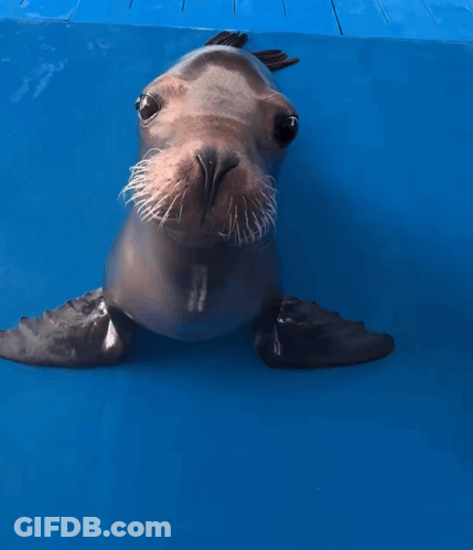 A Seal Sticking Its Tongue Out In A Pool GIF