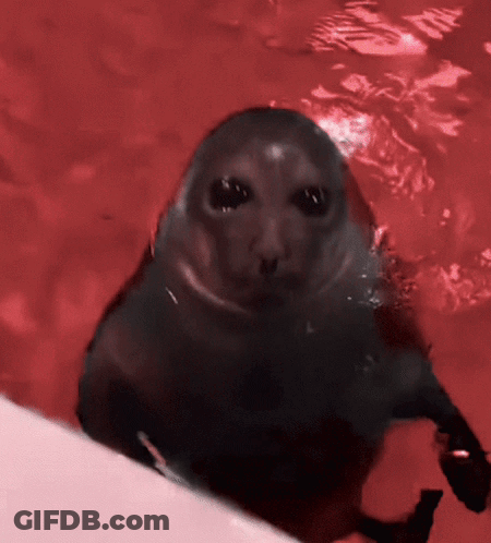A Seal Swimming In A Pool With Red Water GIF