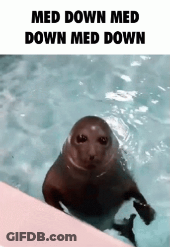 A Seal Swimming In A Pool With The Caption Med Down Med Down Med Down GIF