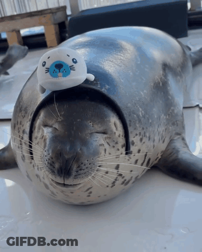 A Seal Wearing A Headband With A Stuffed Animal On Its Head GIF