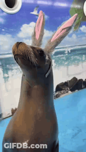 A Seal Wearing Pink Bunny Ears Looks Up At Something GIF