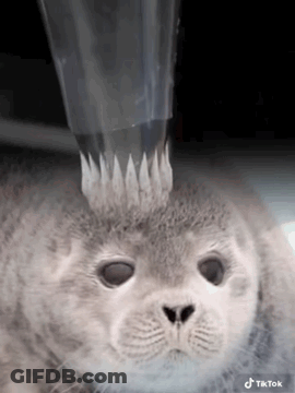 A Seal With A Crown On Its Head Is Getting Water Poured On It 'S Head . GIF