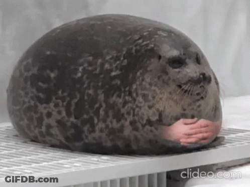 A Seal With A Person 'S Hands On It Is Sitting On Top Of A Shelf . GIF