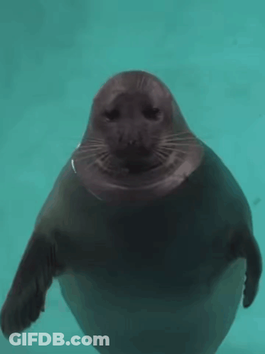 A Seal With A Sad Look On Its Face Looks At The Camera GIF