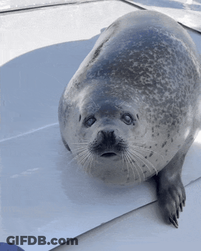 A Seal With Blue Eyes Is Sitting On A Boat GIF