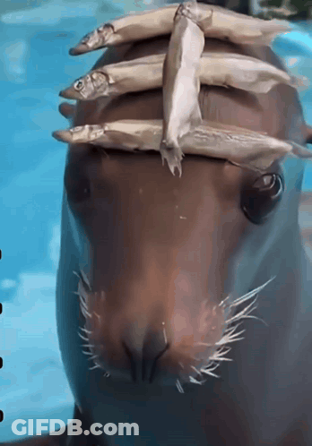 A Seal With Fish Stacked On Top Of It 'S Head GIF