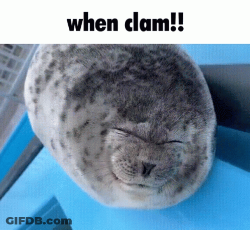 A Seal With Its Eyes Closed And The Caption When Clam GIF