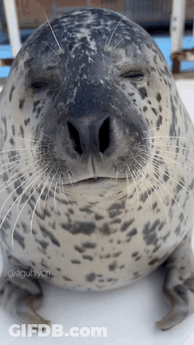A Seal With Its Eyes Closed Is Sitting On A White Surface . GIF