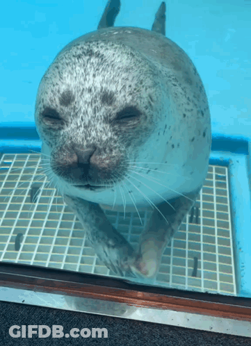 A Seal With Its Eyes Closed Is Standing On A Tiled Floor GIF
