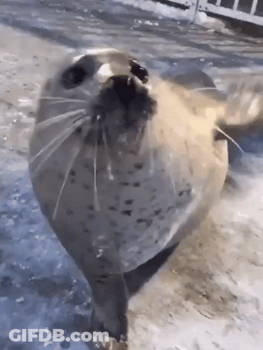 A Seal With Its Mouth Open Is Looking At The Camera GIF