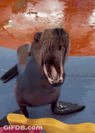A Seal With Its Mouth Open Is Standing On A Blue Surface GIF