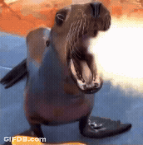 A Seal With Its Mouth Open Is Standing On A Rock GIF