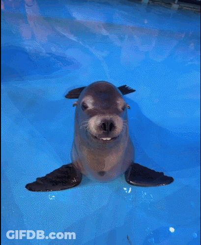A Seal With Its Mouth Open Is Swimming In A Pool With Other Seals GIF