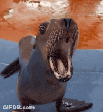 A Seal With Its Mouth Open Looking Up At The Camera GIF