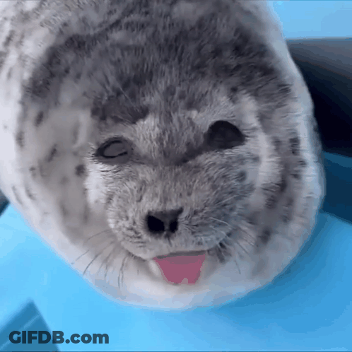 A Seal With Its Tongue Out Is Looking At The Camera With Its Eyes Closed . GIF