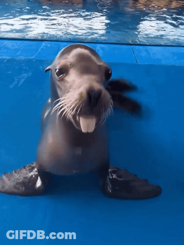 A Seal With Its Tongue Out Is Swimming In The Water GIF