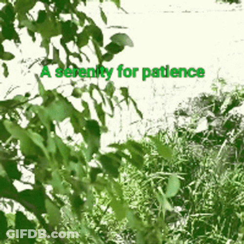 A Serenity For Patience GIF