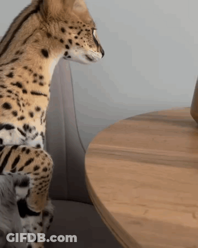A Serval Cat Is Sitting On A Chair Next To A Wooden Table GIF