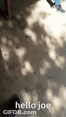 A Shadow Of A Tree Is Cast On A Concrete Floor With The Words Hello Joe Written On It GIF