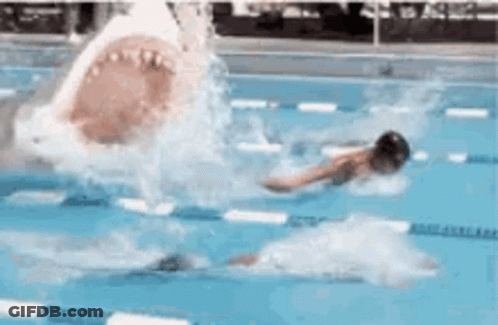 A Shark Is Attacking A Person In A Swimming Pool . GIF