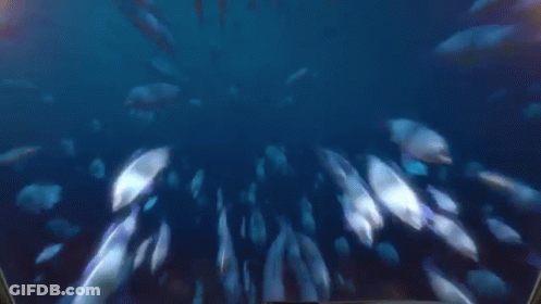 A Shark Is Attacking A Submarine In The Water GIF