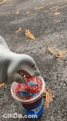 A Shark Is Drinking From A Pepsi Cup On The Ground GIF