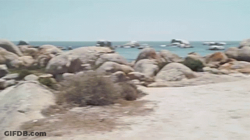 A Shark Is Laying On Its Back On A Rocky Beach Near The Ocean GIF