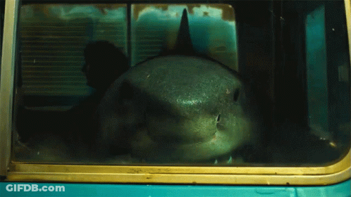 A Shark Is Looking Out Of A Window Of A Vehicle GIF