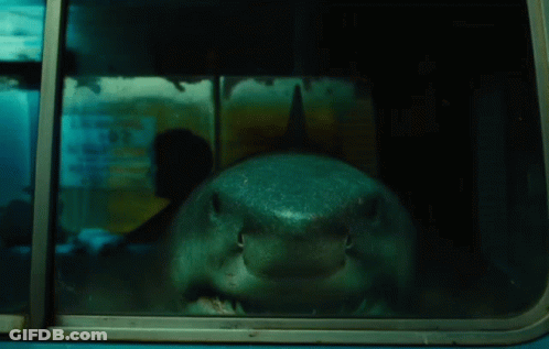 A Shark Is Sticking Its Head Out Of A Window GIF