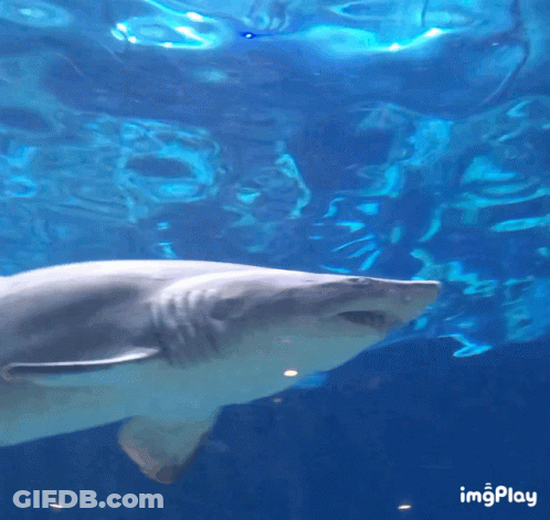 A Shark Is Swimming In A Tank With The Words Imgplay In The Bottom Right Corner GIF