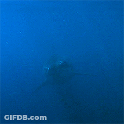 A Shark Is Swimming In The Ocean And Looking At The Camera GIF
