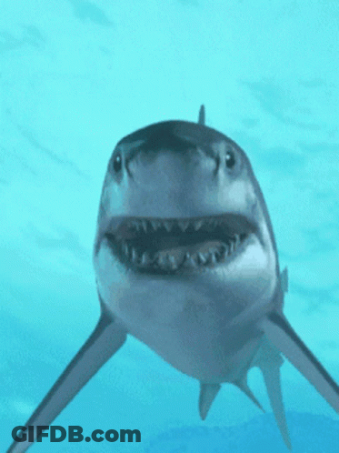 A Shark Is Swimming In The Ocean And Looking At The Camera With Its Mouth Open GIF