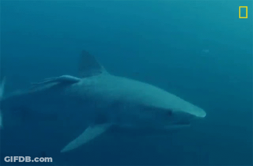 A Shark Is Swimming In The Ocean With A National Geographic Logo In The Corner GIF
