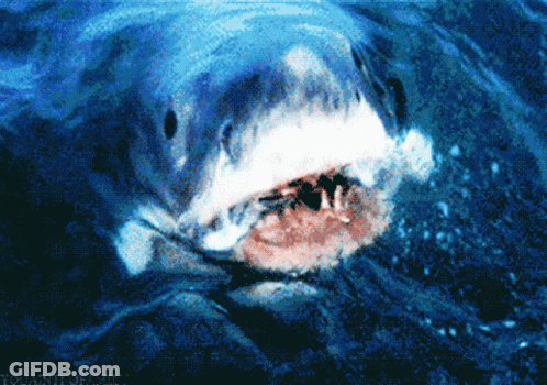 A Shark Is Swimming In The Ocean With The Words Tohanfilm.net Written Below It GIF