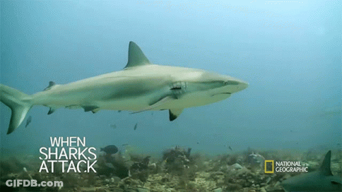 A Shark Is Swimming In The Ocean With The Words When Sharks Attack On The Bottom GIF