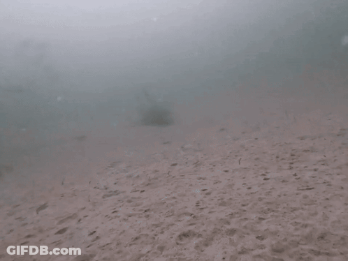 A Shark Is Swimming In The Water With The Word Nope Written Below It GIF