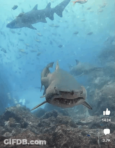 A Shark Swimming In The Ocean With A Thumbs Up And A 3.7K Icon GIF