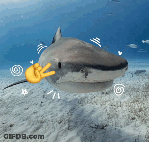 A Shark With A Thumbs Up Sign On Its Face GIF