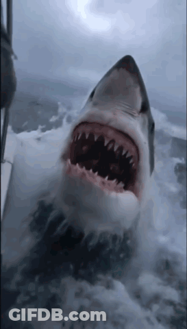 A Shark With Its Mouth Open Is Swimming In The Water GIF