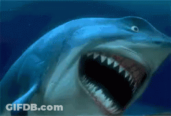 A Shark With Its Mouth Open Is Swimming In The Water GIF