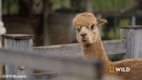 A Sheep Behind A Wooden Fence With A National Geographic Logo On The Bottom GIF