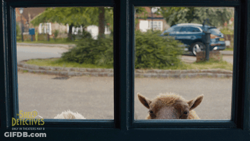 A Sheep Is Looking Out Of A Window With The Words Sheep Detectives On The Bottom GIF