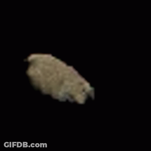 A Sheep Is Walking On A Black Background And Looking At The Camera . GIF