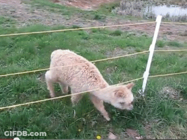A Sheep Standing Next To A Fence In A Grassy Field GIF