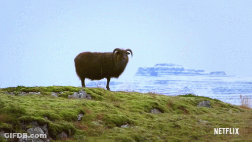Sheep On Hill With Baa Above It GIF