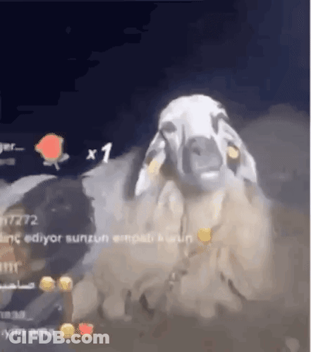 A Sheep With A Yellow Tag On Its Ear Is Standing In The Dark GIF