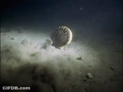 A Shell Is Floating On Top Of A Sandy Surface In The Ocean . GIF