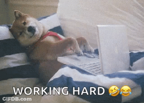 A Shiba Inu Dog Is Laying On A Bed Using A Laptop Computer GIF