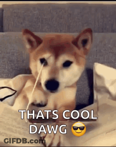 A Shiba Inu Dog Is Sitting On A Couch With A Straw In Its Nose . GIF