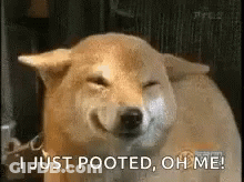 A Shiba Inu Dog Is Smiling With Its Eyes Closed And Says `` I Just Pooted , Oh Me ! '' GIF